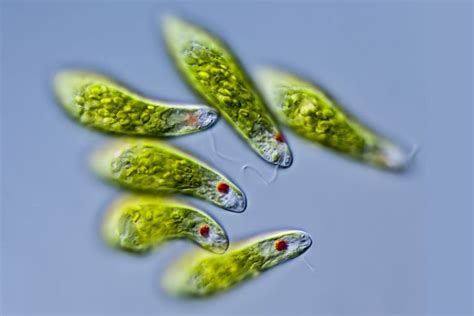  Euglena: Un Microorganismo con una Vida Doble ¡Desafía las Categorías Biológicas!