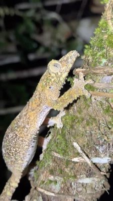  Gecko: ¡Descubre el Rey de la Escalada Nocturna y Maestro del Camuflaje!