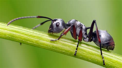  Hormiga! ¿Un Arquitecto Natural de la Tierra en Miniatura?