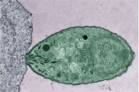  Apicomplexa ¿Un parasito invisible que controla el destino de sus huéspedes?