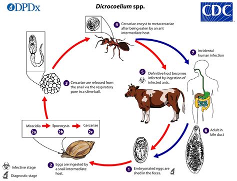  Dicrocoelium: ¡Un gusano trematódeo que viaja por el cuerpo de un caracol y la bilis de una oveja!