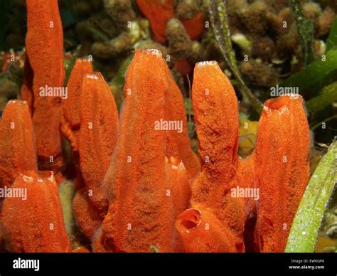  Fire Sponge: An Astonishing Underwater Architect That Crafts Its Own Flame-Resistant Home!