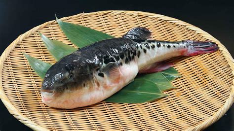  Fugu: Un pez letal que desafía las convenciones de la gastronomía japonesa