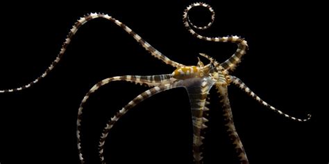  ¿Alguna Vez Has Pensado en la Maravillosa Vida Nocturna de un Wunderpus Octopus?