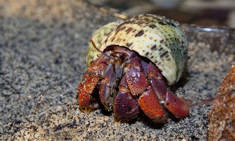  Hermit Crab: ¡Descubriendo el Maestro del Reutilizamiento en la Costa!