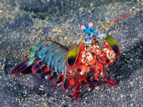  Mantis Shrimp: ¿Un Maestro del Color con Pinzas Poderosas o una Criatura que Se Vierte en su Propia Oscuridad?