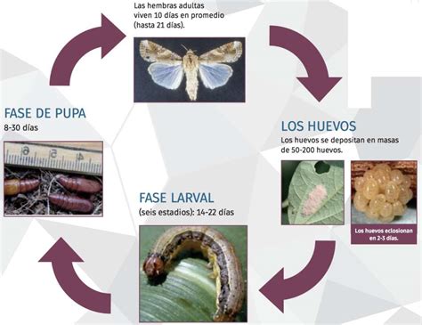  Megalodiscus! Un Gusano con un Ciclo de Vida Extraordinariamente Complejo