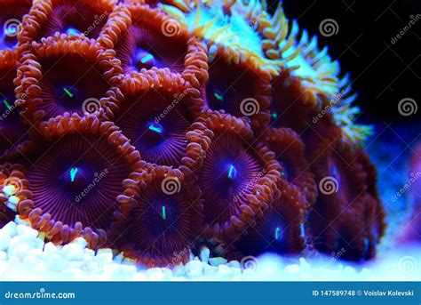  Mushroom Coral: ¿Una colonia de pólipos o una obra maestra subacuática?