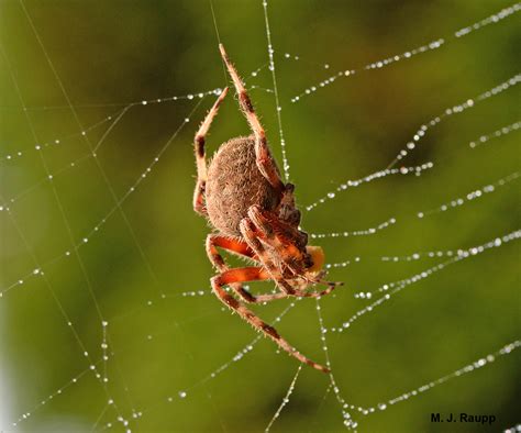  Orbweaver: Una telaraña maestra entre hilos brillantes y noches silenciosas!