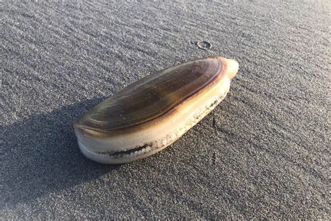  Razor Clam: A Master of Disguise Lurking Beneath the Sand!