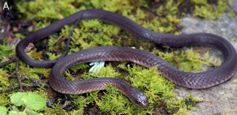  Rhabdophis! Una serpiente fascinante con escamas que podrían ser la envidia de cualquier fashionista