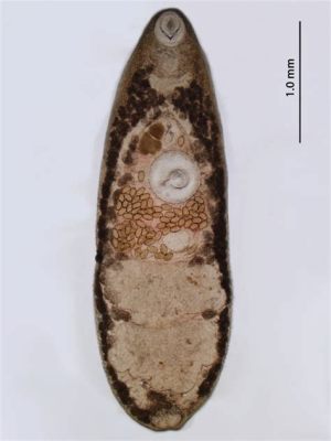  Ribeiroia ondatrae: ¡Un parásito trematodo que te hace creer en monstruos del agua!