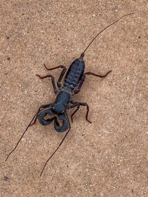  Vinegaroon: Una Araña Con Cola Que No Hace Telas Pero Sí Despide Un Líquido Maloliente