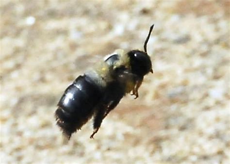  Xylocopa: ¿A quién no le encantaría tener una abeja carpintera como compañera de taller?