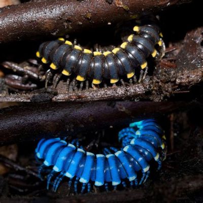  Yellow Millipede: An Armored Explorer with Legs Galore!