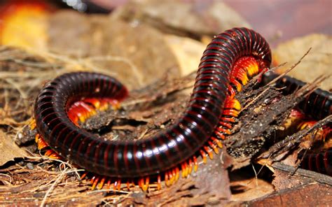  Yelow Millipede: Un Descubrimiento Fascinante de Insectos Pequeños con un Gran Número de Patas!