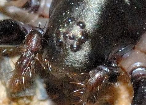  Zodariidae: ¿Te atreves a descubrir los secretos de las arañas cazadoras de la noche?